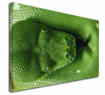 Green Tree Python Snake Canvas X-Large 30"x20" Wall Art Print