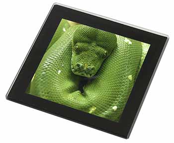 Green Tree Python Snake Black Rim High Quality Glass Coaster