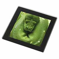 Green Tree Python Snake Black Rim High Quality Glass Coaster