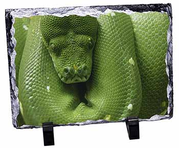 Green Tree Python Snake, Stunning Photo Slate