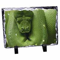 Green Tree Python Snake, Stunning Animal Photo Slate