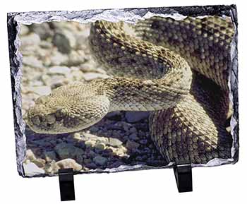 Rattle Snake, Stunning Photo Slate