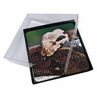 4x Boa Constrictor Snake Picture Table Coasters Set in Gift Box