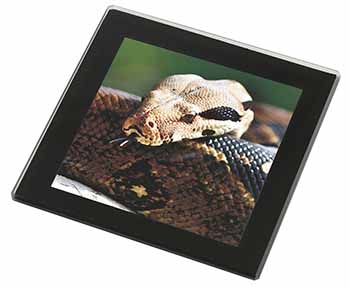 Boa Constrictor Snake Black Rim High Quality Glass Coaster