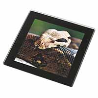 Boa Constrictor Snake Black Rim High Quality Glass Coaster