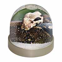 Boa Constrictor Snake Snow Globe Photo Waterball