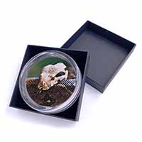 Boa Constrictor Snake Glass Paperweight in Gift Box