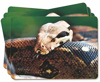Boa Constrictor Snake Picture Placemats in Gift Box