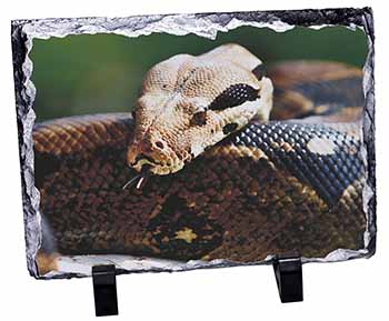 Boa Constrictor Snake, Stunning Photo Slate