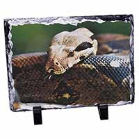 Boa Constrictor Snake, Stunning Photo Slate