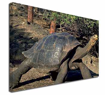 Giant Galapagos Tortoise Canvas X-Large 30"x20" Wall Art Print