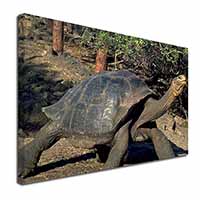 Giant Galapagos Tortoise Canvas X-Large 30"x20" Wall Art Print