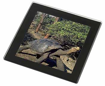 Giant Galapagos Tortoise Black Rim High Quality Glass Coaster