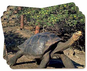 Giant Galapagos Tortoise Picture Placemats in Gift Box