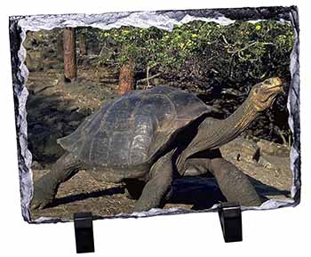 Giant Galapagos Tortoise, Stunning Photo Slate