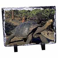 Giant Galapagos Tortoise, Stunning Photo Slate