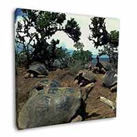 Galapagos Tortoise Square Canvas 12"x12" Wall Art Picture Print
