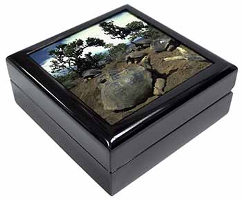 Galapagos Tortoise Keepsake/Jewellery Box