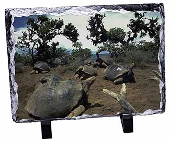 Galapagos Tortoise, Stunning Photo Slate