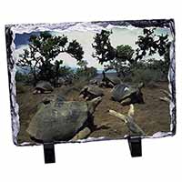 Galapagos Tortoise, Stunning Photo Slate