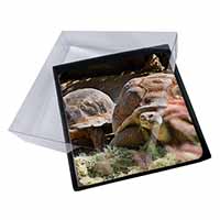 4x Giant Tortoise Picture Table Coasters Set in Gift Box