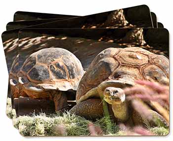 Giant Tortoise Picture Placemats in Gift Box