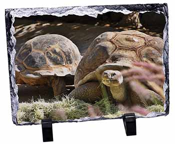Giant Tortoise, Stunning Photo Slate