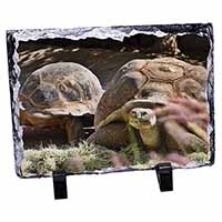 Giant Tortoise, Stunning Animal Photo Slate