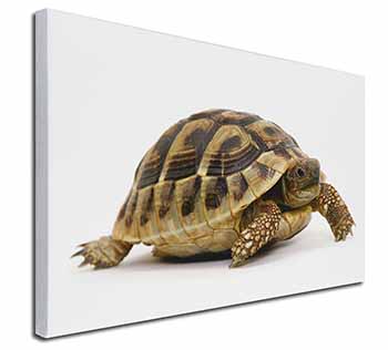 A Cute Tortoise Canvas X-Large 30"x20" Wall Art Print