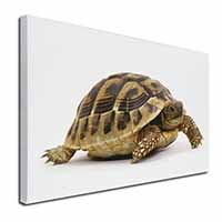 A Cute Tortoise Canvas X-Large 30"x20" Wall Art Print