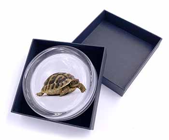 A Cute Tortoise Glass Paperweight in Gift Box