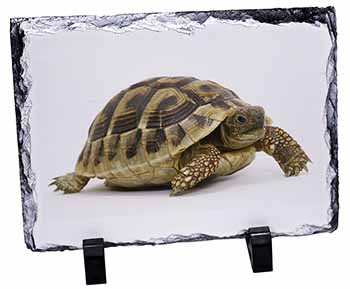 A Cute Tortoise, Stunning Photo Slate