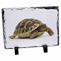 A Cute Tortoise, Stunning Photo Slate