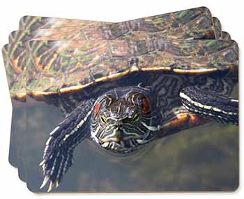 Terrapin Intrigued by Camera Picture Placemats in Gift Box