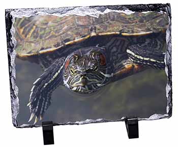 Terrapin Intrigued by Camera, Stunning Photo Slate