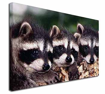 Cute Baby Racoons Canvas X-Large 30"x20" Wall Art Print