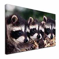 Cute Baby Racoons Canvas X-Large 30"x20" Wall Art Print