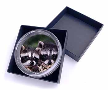 Cute Baby Racoons Glass Paperweight in Gift Box