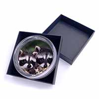Cute Baby Racoons Glass Paperweight in Gift Box