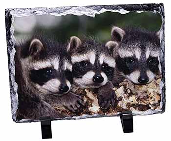 Cute Baby Racoons, Stunning Photo Slate