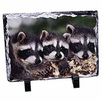 Cute Baby Racoons, Stunning Photo Slate