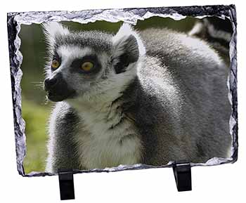 Ringtail Lemur, Stunning Photo Slate