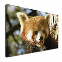 Red Panda Bear Canvas X-Large 30"x20" Wall Art Print