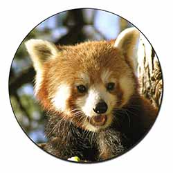 Red Panda Bear Fridge Magnet Printed Full Colour