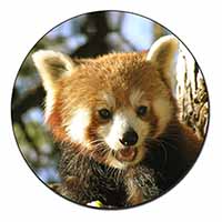 Red Panda Bear Fridge Magnet Printed Full Colour