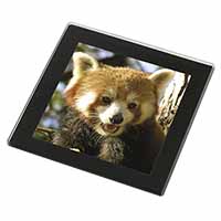 Red Panda Bear Black Rim High Quality Glass Coaster
