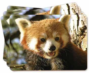 Red Panda Bear Picture Placemats in Gift Box