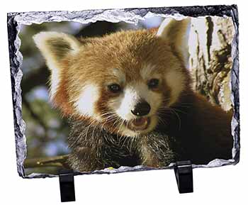 Red Panda Bear, Stunning Photo Slate