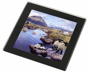 Border Collie on Sheep Watch Black Rim High Quality Glass Coaster