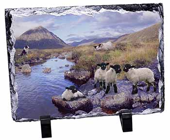 Border Collie on Sheep Watch, Stunning Photo Slate